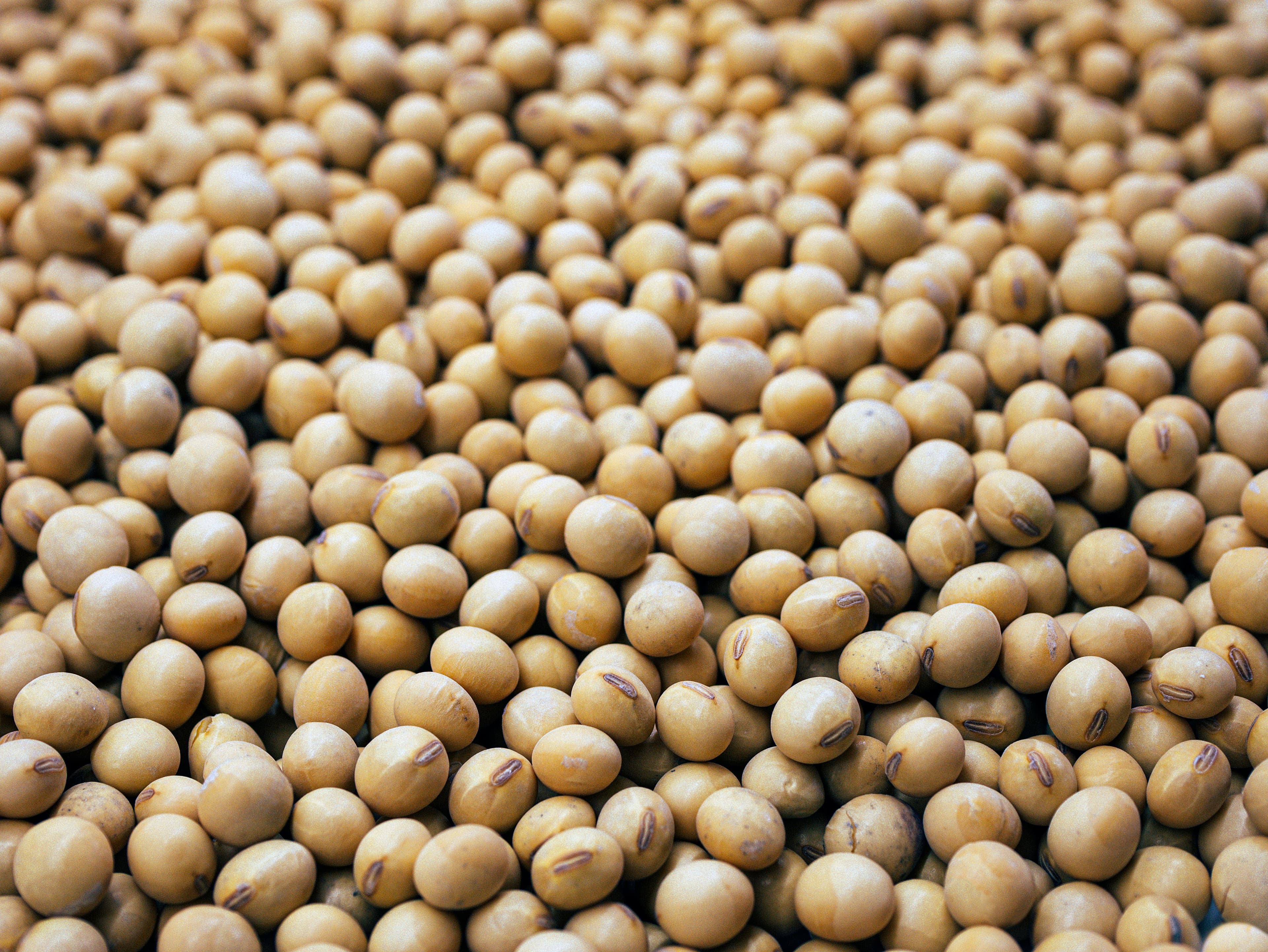 Soybeans — export commodity