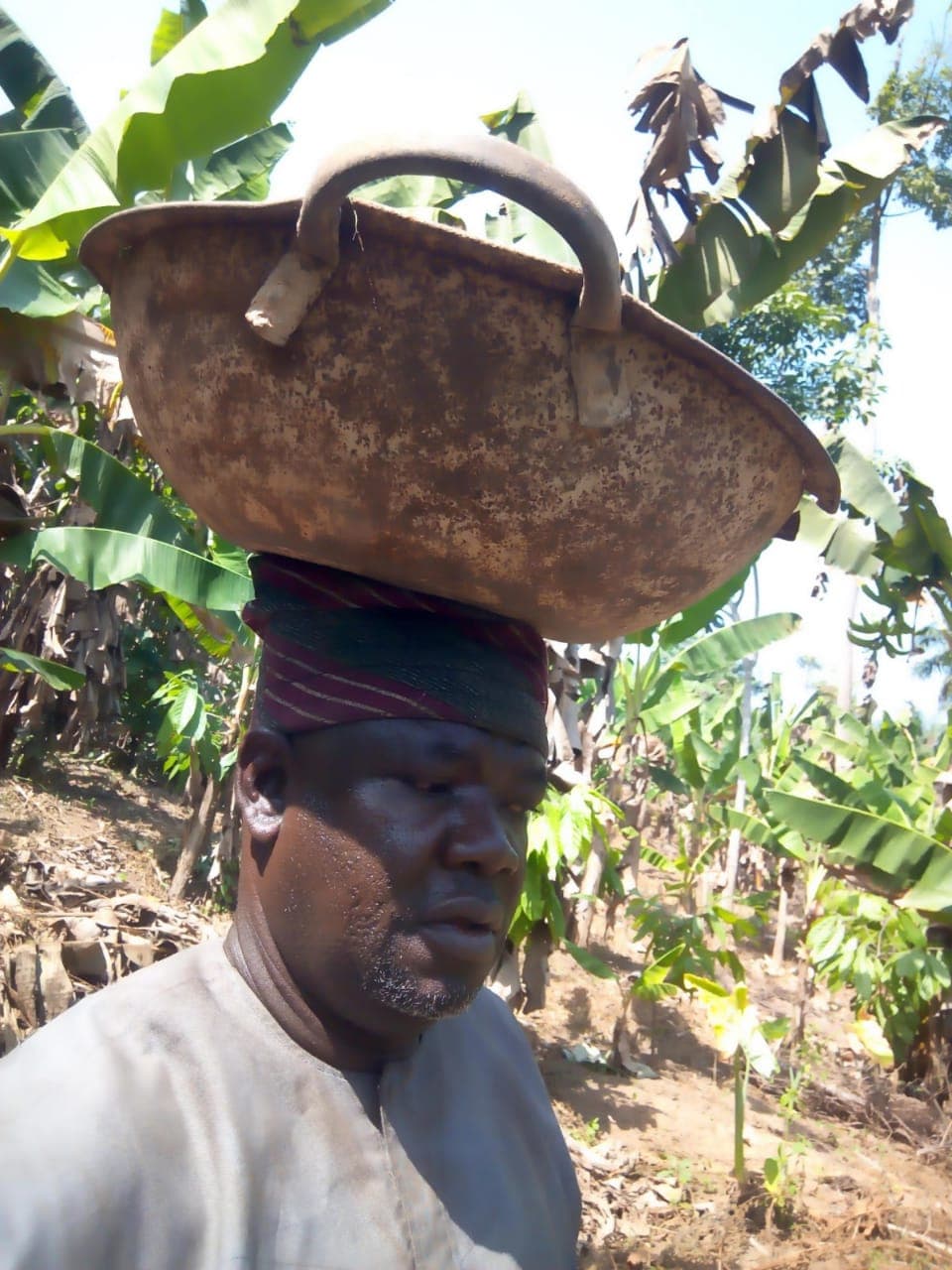 Nigerian cocoa beans being inspected for quality